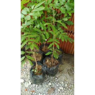 Bibit Kelengkeng Kristal Stek atau Okulasi Cepat Berbuah