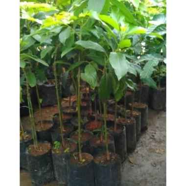 Bibit alpukat Yamagata asli