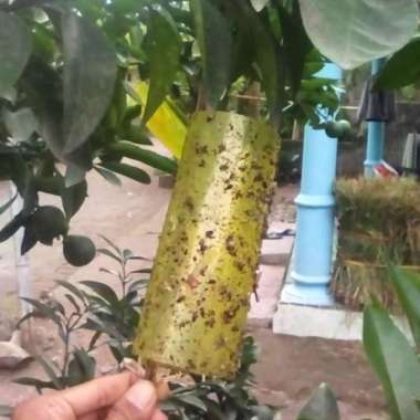 SPIDER INSECT TRAP lem perangkap hama kutu kebul thrips kaper ngengat Kuning
