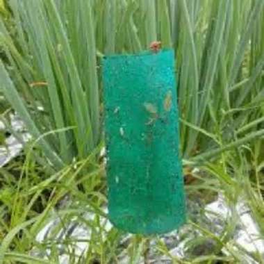 SPIDER INSECT TRAP lem perangkap hama kutu kebul thrips kaper ngengat Hijau