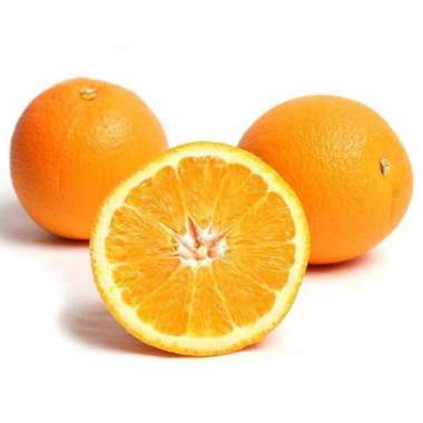 bibit jeruk sunkist - bibit buah - tanaman