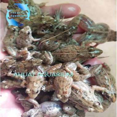 kodok hidup (khusus makanan ikan dan pelepasan) area Medan only Besar