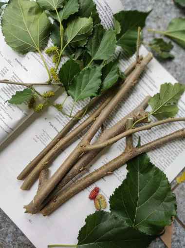 Stek Batang Daun Murbei