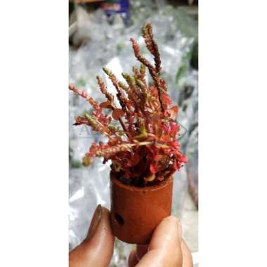 TANAMAN AQUASCAPE ROTALA