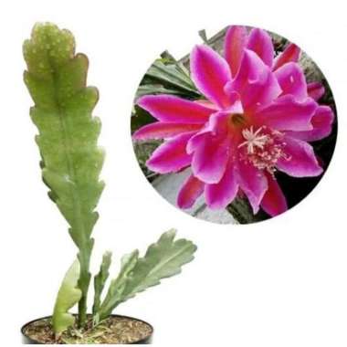 (COD) Tanaman Hias Pot Gantung - Wijaya Kusuma Bunga Pink / Wijaya Kusuma Pink
