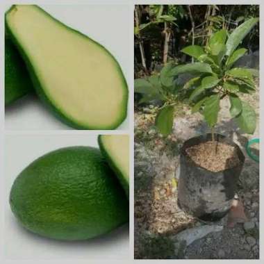 Bibit tanaman buah alpukat tanpa biji (seedless)