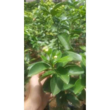 Bibit Jeruk baby java tunas bibit