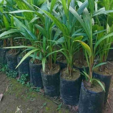Palem merah Super Pinang Merah Murah Tunas bibit Purworejo