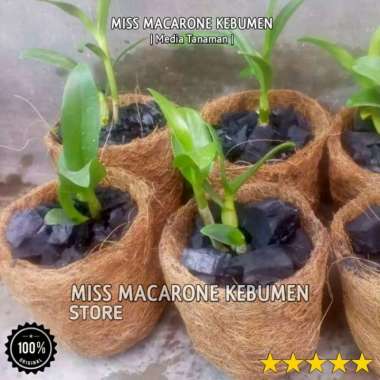 pot semai bibit tanaman anggrek sedling keki anggrek