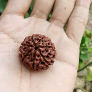Jenitri RangMut/Sarang Semut