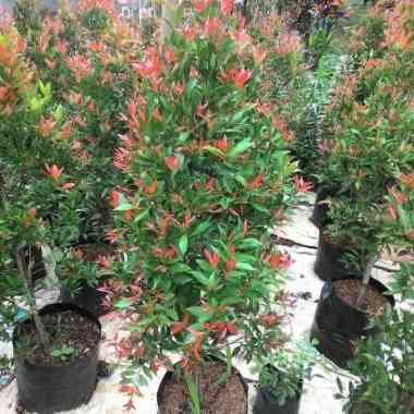 Tanaman Hias Pucuk Merah Ukuran Tinggi 30cm