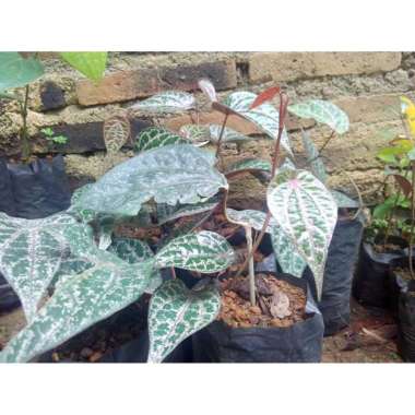 Bibit Daun Sirih Merah Tunas Bibit