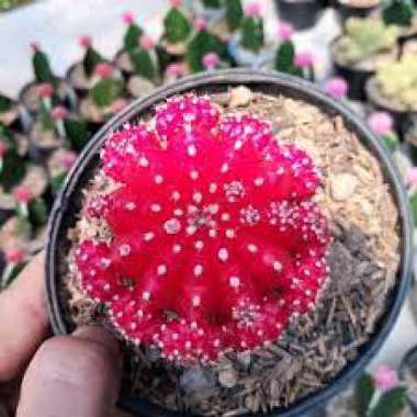 tanaman kaktus gymno import indukan merah - tanaman kaktus