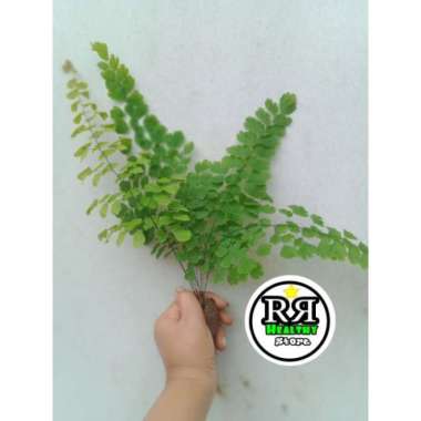 PROMO tanaman hias suplir pot suplir /tanaman suplir siap tanam