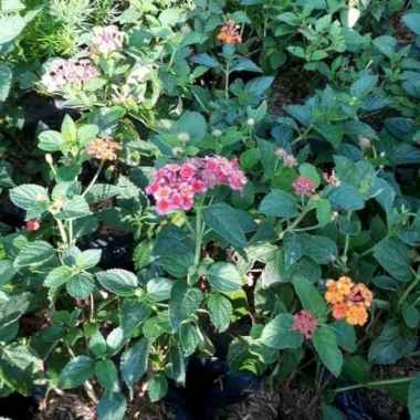 tanaman hias lantana - bunga lantana