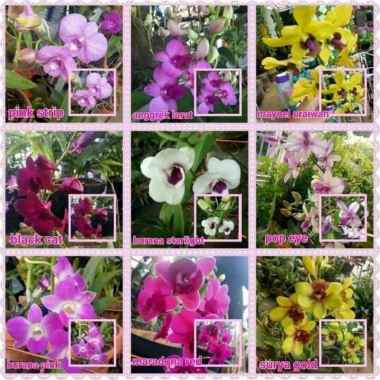 Tanaman Anggrek Dendrobium