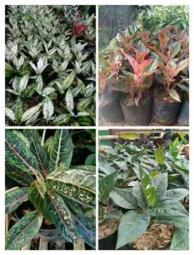 paket tanaman hias aglonema tanaman aglonema lipstick
