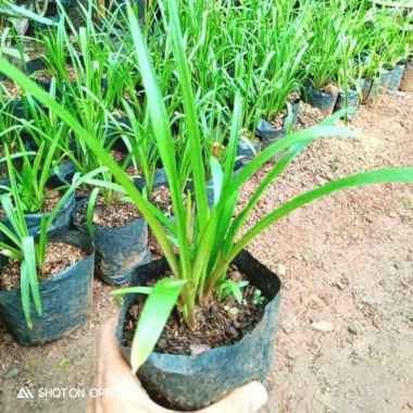 Bibit tanaman bunga sedap malam | bibit unggul | bunga sedap