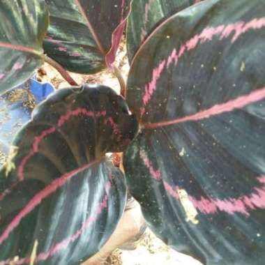 tanaman hias calathea black lipstik maranti pink lipstick