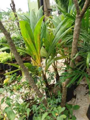 Tanaman Kelapa Kuning//Bibit Pohon Kelapa.