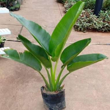 tanaman hias pisang kipas/bibit pisang kipas