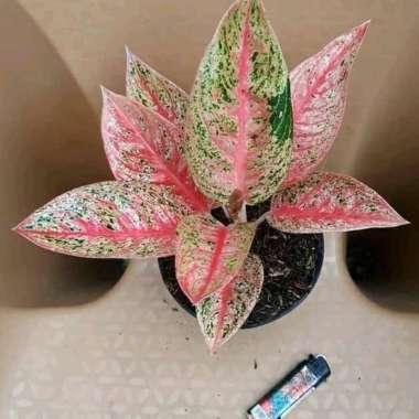 tanaman hias aglonema legacy - aglonema le