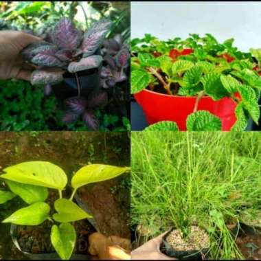 paket tanaman hias gantung isi 4 pohon - paket tanaman hias