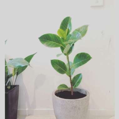 Pusat tanaman hias indoor ficus elastica lemon lime - karet kebo