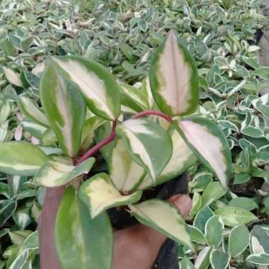 tanaman gantung hoya cornosa bunga pink
