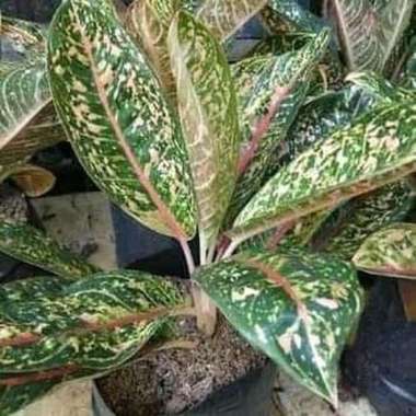 tanaman hias aglonema donacarmen - aglonema donakarmen