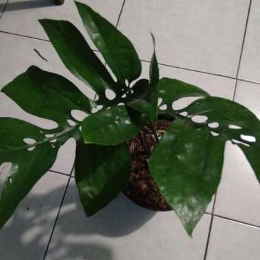 Tanaman Hias Amydrium - Amidrium green medium