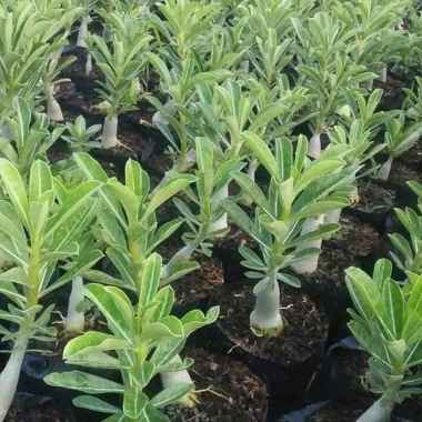 paket 5 adenium tumpuk