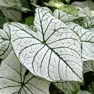 tanaman hias keladi putih - caladium putih
