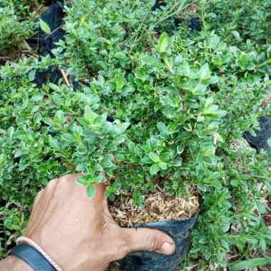 tanaman hias mirten variegata - pohon mirten varigata