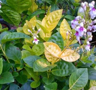 Melati Jepang - Tanaman Hias Melati Jepang