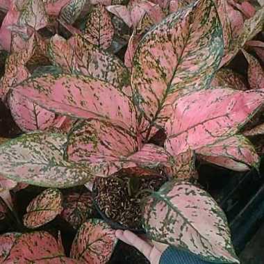 paket tanaman hias - paket aglonema - paket murah