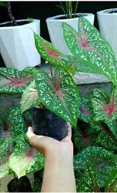 tanaman hias keladi red star caladium redstar