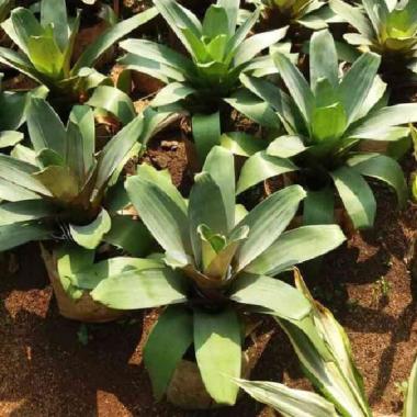 Tanaman Bromelia Giant