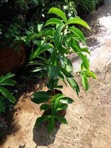 Bibit Tanaman Buah Jambu Jamaika