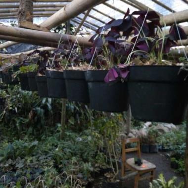 Tanaman hias KUPU - KUPU UNGU | pohon kupu - kupu | purple butter