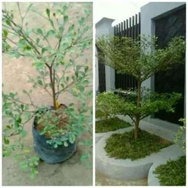 tanaman hias Ketapang kencana - pohon Ketapang kencana