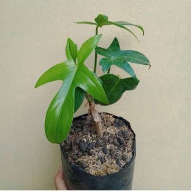 Jual tanaman hias philodendron florida beauty - Philo merpati _