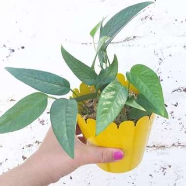 Tanaman Hias Philodendron Cebu Blue