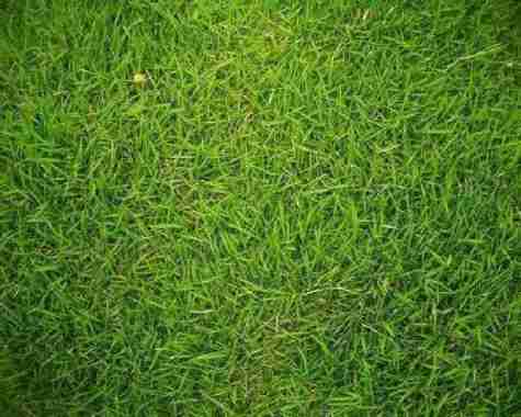 Rumput Jepang 1 meter persegi