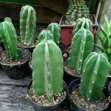 Tanaman hia kaktus koboi - Cactus Cowboy