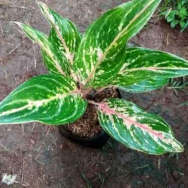tanaman hias aglonema buterplay/bunga aglonema