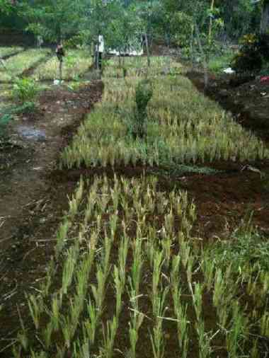 rumput vetiver