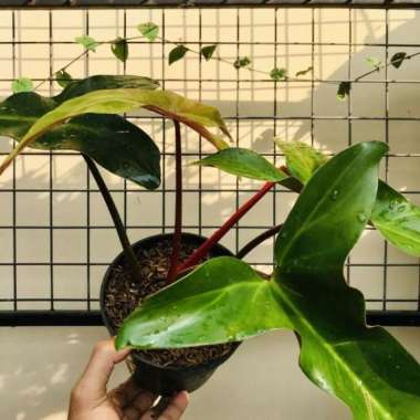 Tanaman Hias Philodendron Mexicanum Latisagittium - Mexico Climber Aro