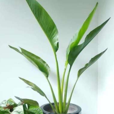 tanaman indoor pisang kipas - tanaman hias pisang chipas