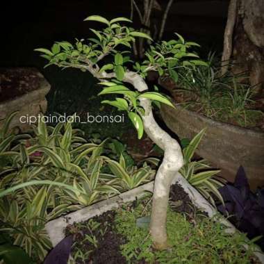 Bonsai anting putri mikro | batang bahan bonsai mini | tanaman